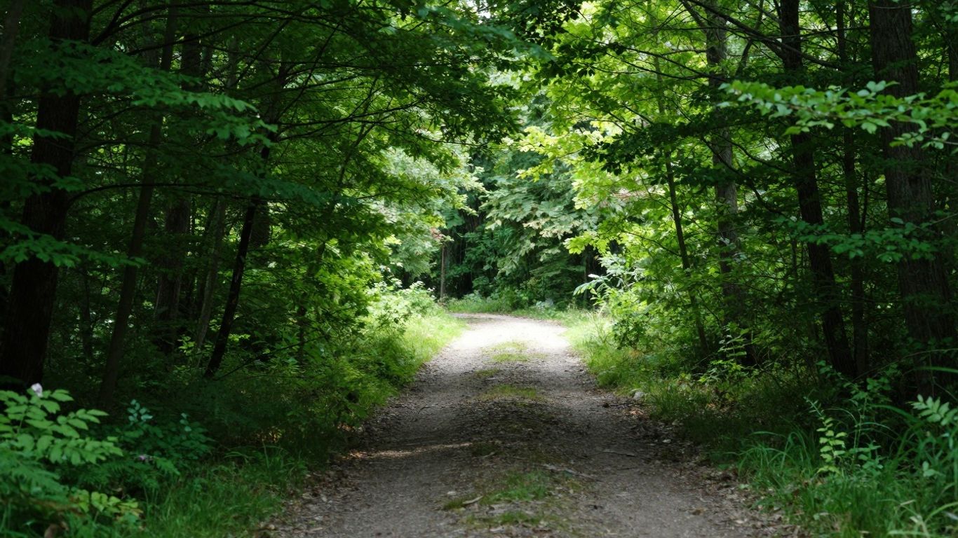 Sunlit forest path leading to a bright, clear opening.