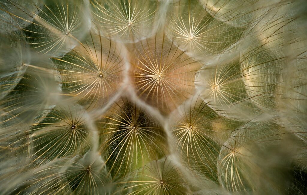 What is focus patterns?