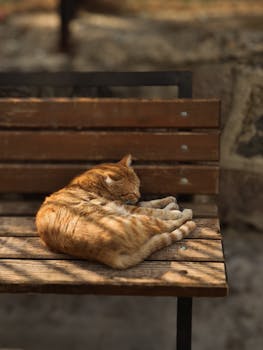 What is napping strategies?
