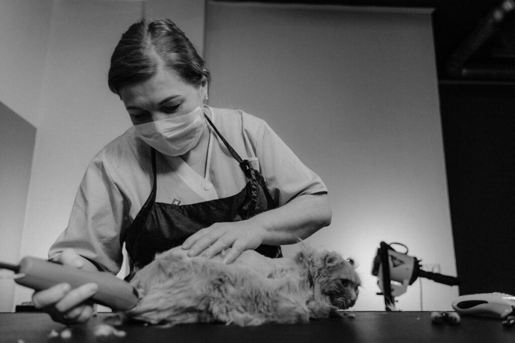 What is therapy animal programs?